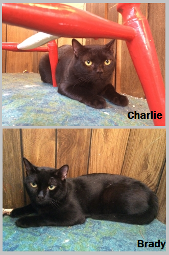 Charlie and Brady were so nervous when they first arrived in foster care without their mom.