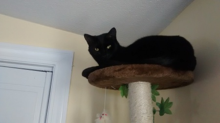 Penny sure has grown! She looks so regal at the top of her cat tower in her forever home.